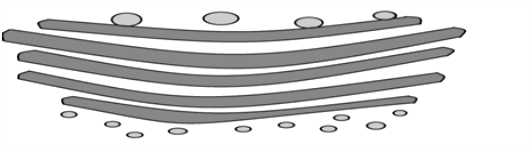 Drsné Hladké Obr. 3 Endoplasmatické retikulum 2.5.2 Ribosomy, polyribosomy Drobné elektrondenzní částice o velikosti 15 20 nm. Skládají se z malé a velké podjednotky.