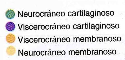 Kosti lebky podle osifikace chrupavčité neurocranium (chondrocranium) vazivové