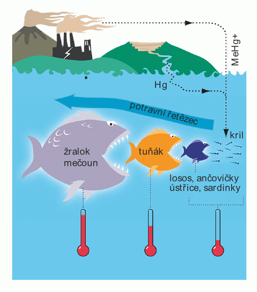 Bioakumulace rtuti zájem o toxikologické prozkoumání rtuti vyvstal po tragických událostech 60.