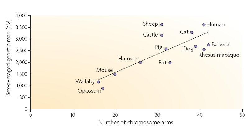 Míra rekombinace Liší se mezi druhy Druhy s více malými chromosomy rekombinují více než druhy s málo velkými chromosomy.