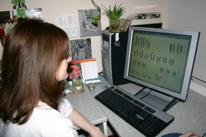 METODY KLASICKÉ CYTOGENETIKY hodnocení ke třídění chromosomů a sestavení karyotypu lze využít