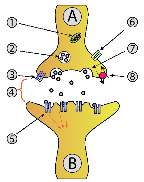 Synapse Buňky odděluje úzká synaptická štěrbina. Signál akčního potenciálu je na synaptickém zakončení převeden na chemický signál.