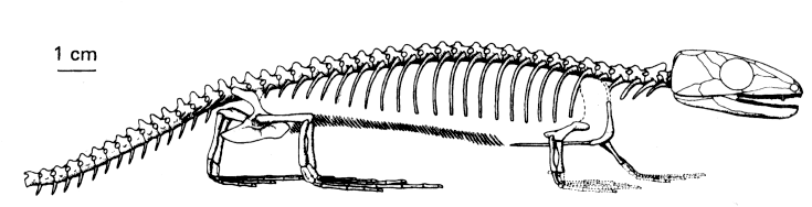 Předkové amniot ve fosilním záznamu malá velikost, vnitřní oplození, zvýšení obsahu žloutku, terestrická vejce problém rozlišení prvních amniot (malá hlava, vysoká lebka, lehká kostra, dlouhé prsty)
