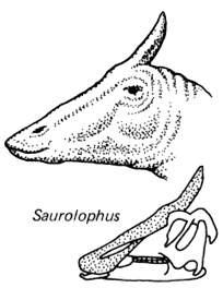 Systém dinosaurů: ptakopánví (Ornithischia) Stegosauria Malá hlava, dermální pancíř s kostěnými deskami, bodce na ocase.