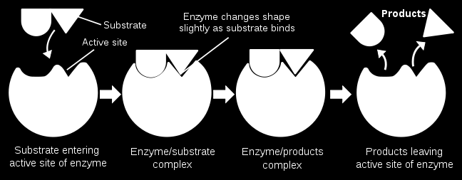 Enzymová katalýza enzym = bílkovina mající katalytické účinky (člověk 3000) katalyzují děje na buněčné úrovni a v trávícím traktu: rozklad a syntéza bílkovin a sacharidů pracují v