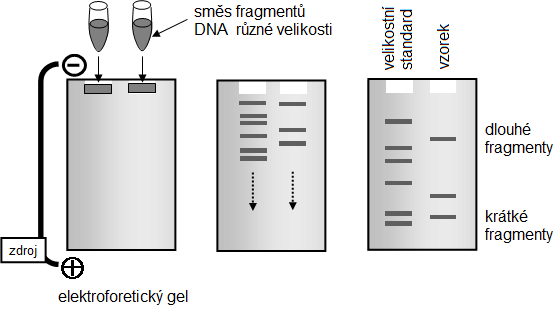 UTB ve Zlíně, Fakulta technologická 32 Po skončení elektroforézy je nutné identifikovat polohu separovaných molekul.
