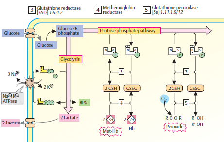 Metabolismus - anaerobní glykolýza (90% utilisace glukosy) = tvorba ATP, 2,3-BPG - pentosafosfátový cyklus (10% utilisace glukosy) =