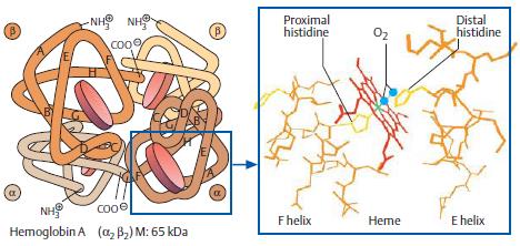 - funkce: přenos O 2, CO 2, pufrovací systém - = hem (protoporfyrin IX) + globin (4 polypeptidy; dvojice