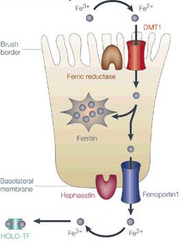 ženy - Vylučován v nepatrné míře močí, stolicí, menstruace - Internalizace receptory zprostředkovanou endocytosou redukce Fe3+