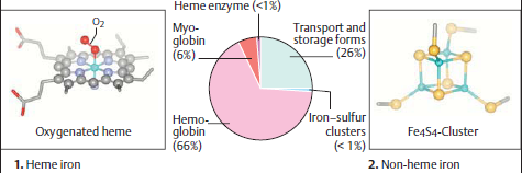 Metabolismus Fe - Nepostradatelný biogenní prvek, v těle dospělého asi 4-5 g - Absorbce ve formě Fe 2+ - podpora vstřebávání např.