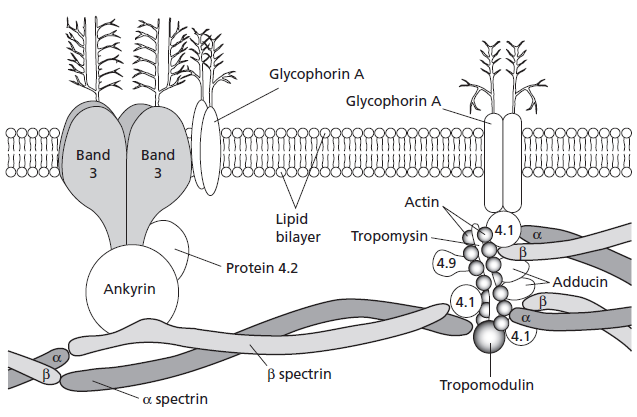 Membrána erytrocytů - 50% bílkoviny, 40% lipidy, 10% sacharidy - výměna látek mezi IC a EC - Na + -K +, Ca 2+ pumpy (Na + ~ 7.