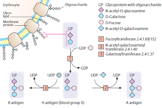 Krevní skupiny a transfuze II. ABO gen - 9q34.1-9q34.