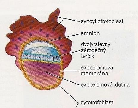 Zárodečný