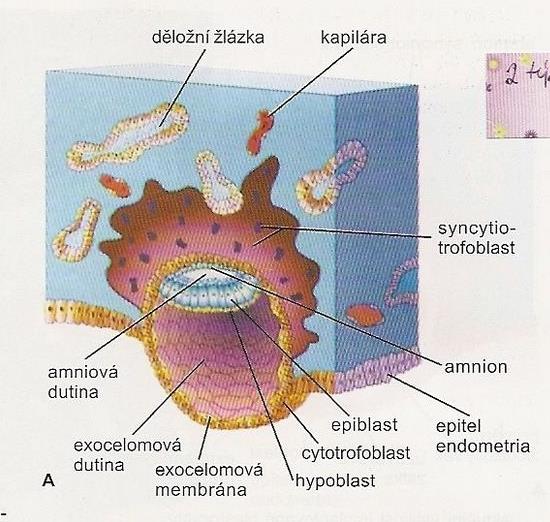 Amniová