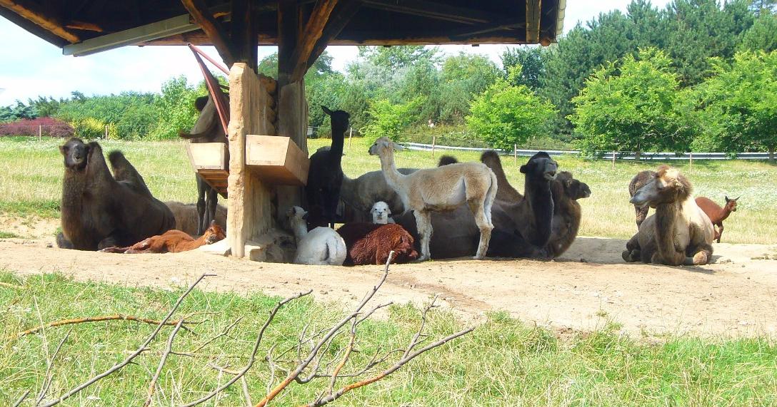 Příloha 3: Příklad tabulky a obrázku Obrázek 3: Společný výběh