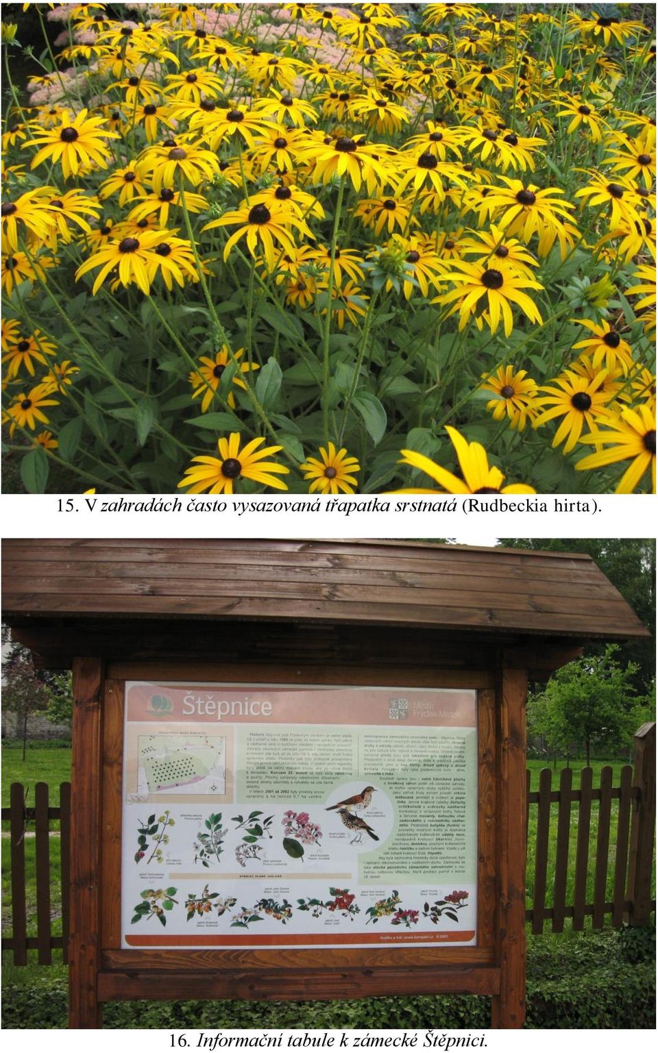 srstnatá (Rudbeckia hirta).