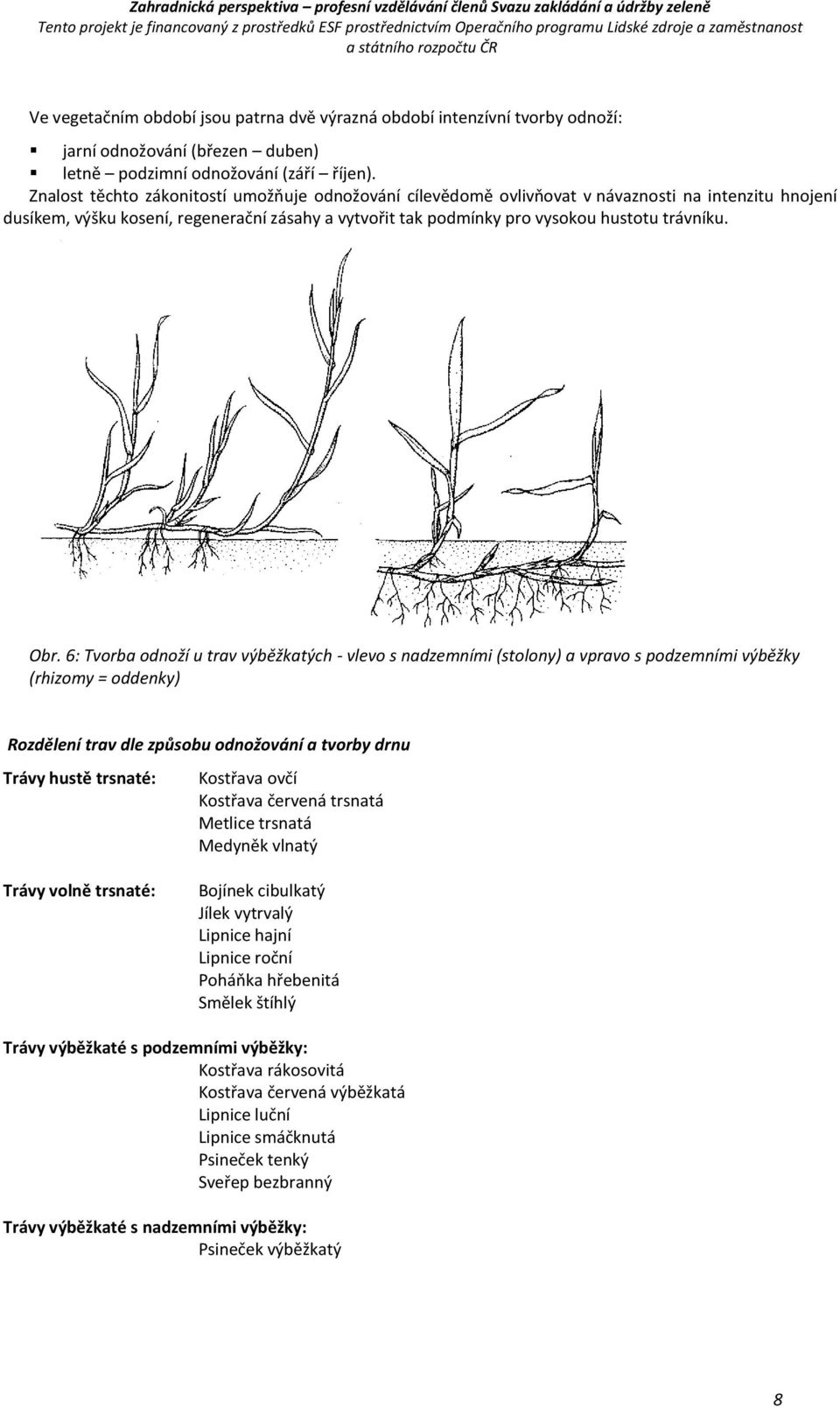 Obr. 6: Tvorba odnoží u trav výběžkatých - vlevo s nadzemními (stolony) a vpravo s podzemními výběžky (rhizomy = oddenky) Rozdělení trav dle způsobu odnožování a tvorby drnu Trávy hustě trsnaté: