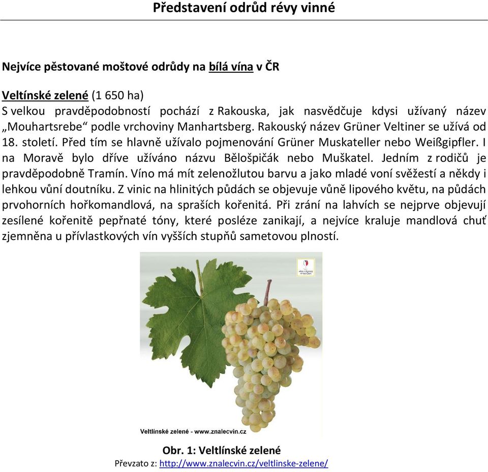 I na Moravě bylo dříve užíváno názvu Bělošpičák nebo Muškatel. Jedním z rodičů je pravděpodobně Tramín. Víno má mít zelenožlutou barvu a jako mladé voní svěžestí a někdy i lehkou vůní doutníku.