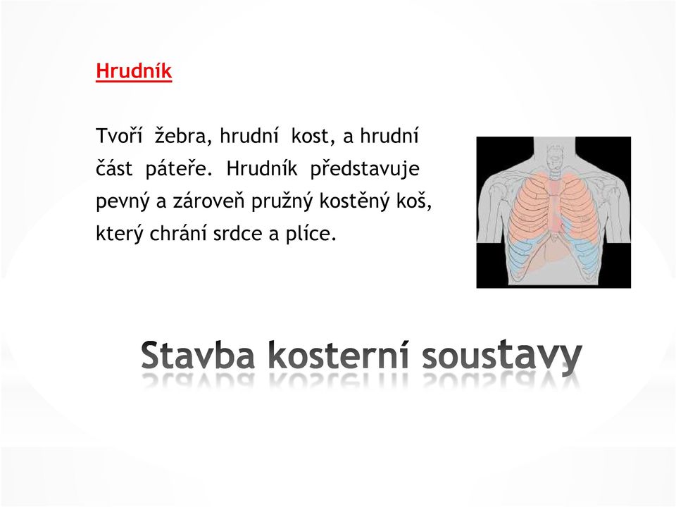 Hrudník představuje pevný a