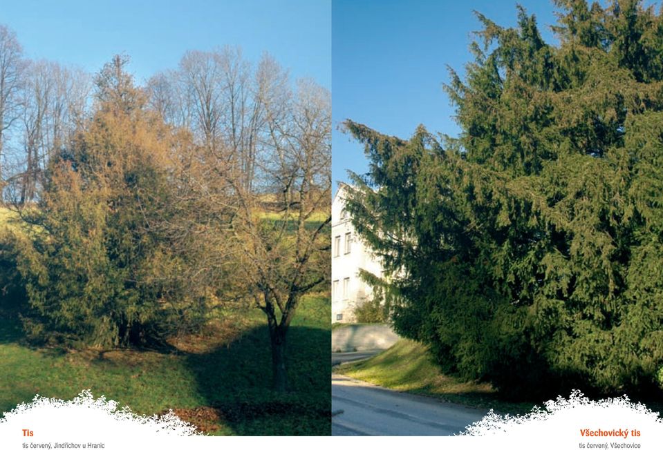 Jindřichov u Hranic 