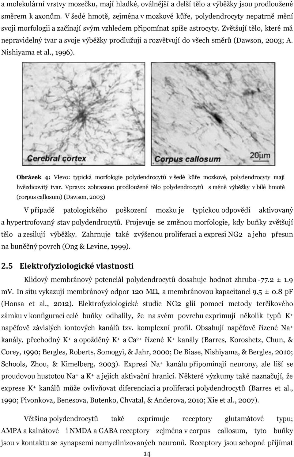 Zvětšují tělo, které má nepravidelný tvar a svoje výběžky prodlužují a rozvětvují do všech směrů (Dawson, 2003; A. Nishiyama et al., 1996).