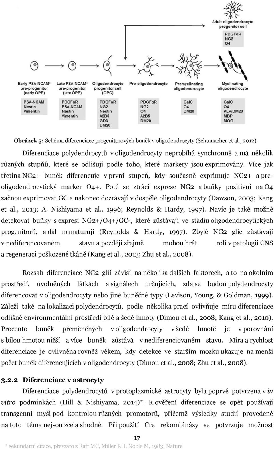 Více jak třetina NG2+ buněk diferencuje v první stupeň, kdy současně exprimuje NG2+ a preoligodendrocytický marker O4+.