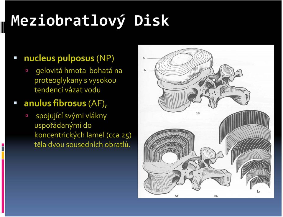 anulus fibrosus (AF), spojující svými vlákny uspořádanými