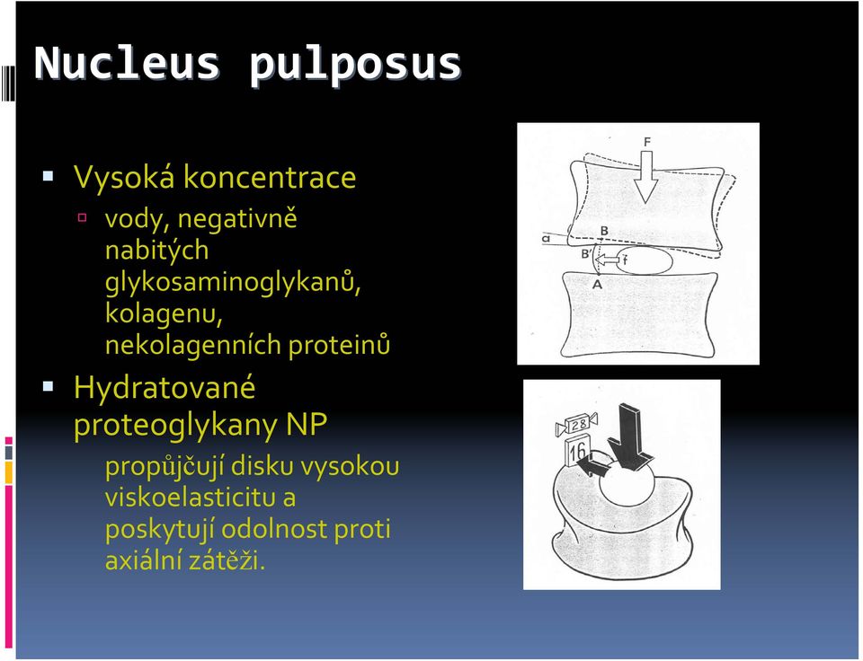 proteinů Hydratované proteoglykany NP propůjčují disku