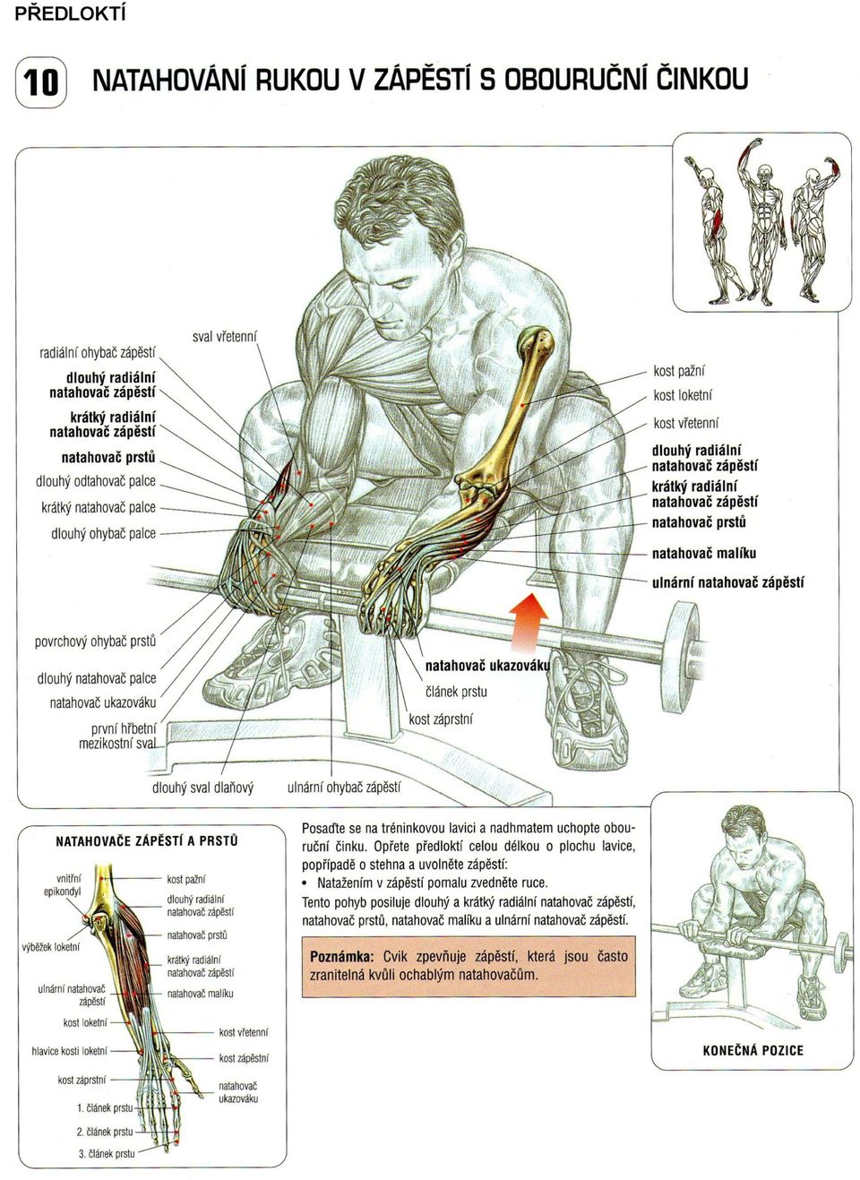 ulnární ohybač NATAHOVAČE ZÁPĚSTÍ A PRSTŮ vnitrní epikondyl výběžek ulnární natahovač dlouhý radiální Posaďte se na tréninkovou lavici a nadhmatem uchopte obouruční činku.