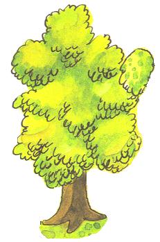PL 39 5. Pomenuj obrázky stromov.