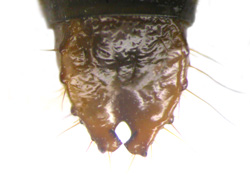 69 Elateridarium 7: 68-76, 2013 Fig. 1. Abdominal segments VIII and IX of C. virens Obr. 1. VIII. a IX. zadečkový článek C.