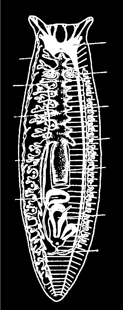 Kmen: ploštěnci (Platyhelminthes) BILATERIA TRIBLASTICA