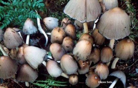 Hnojník inkoustový Coprinus atramentarius Koprin Za 30-120 min.