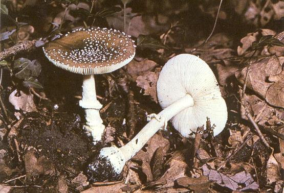 Muchomůrka tygrovaná Amanita pantherina, Muchomůrka červená Amanita muscaria ibotenová kyselina, muscimol