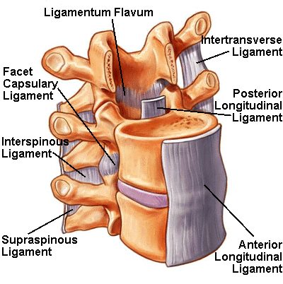 1) Syndesmózy: vazy (ligamenta) vsazení