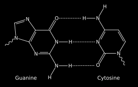DNA deoxyribonukleová kyselina 2-deoxy-D-ribóza A, G, T, C 2 vlákna, antiparalelní