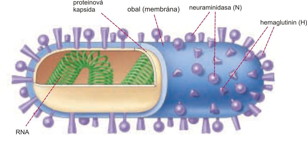 Viry chřipka nejletálnější virus v historii lidstva ssrna, obalený membránou typy A většina vážných epidemií, napadá člověka, ptáky, savce B - málo časté, napadá člověka, fretky a tuleně, pomalá