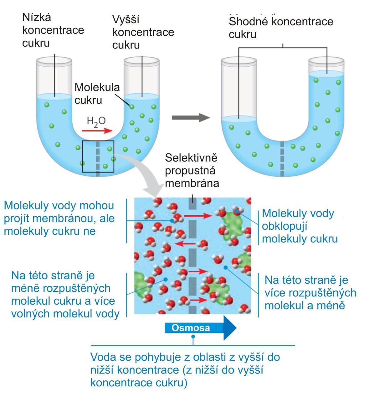 Biologická membrána - transport osmotické jevy na membránách propustných pouze pro rozpouštědlo v porovnání s prostředím v buňce: hypertonické obsahuje více rozpuštěných látek, bude nasávat
