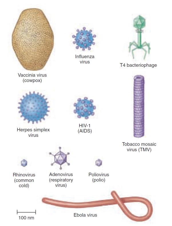 Viry struktura velikost genomu 1,7 kb 1000 kbp lineární i cirkulární, jedno- i dvouřetězcové, RNA i DNA velikost virových částic 17 1000 nm (největší jsou viditelné i