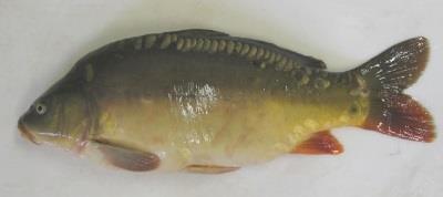 Kumulativní mortalita [%] Vnímavost ryb vůči CyHV-3 v experimentálních podmínkách Kapr obecný (Cyprinus carpio) plemena a kříženci chovaní v ČR A) Kumulativní mortalita po experimentální