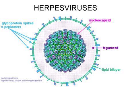 KHV = CNGV = CyHV-3 DNA virus, dvouvláknitá NK, má obal a ikosahedrální symetrii Herpesviry http://epidemiologiamolecular.