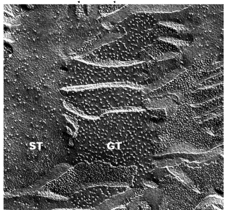 struktura chloroplastu rozdíl mezi granálními (GT) a