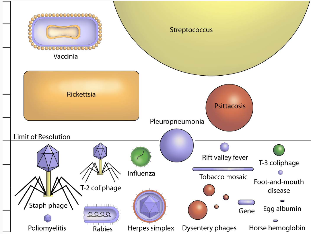 Úvod do mikrobiologie 1. Lidské infekční patogeny Subcelulární Prokaryotické o. Eukaryotické o.