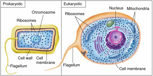 Obr. 2: Prokaryotická a eukaryotická buňka 3. Bakterie, hlavní druhy 1. Klasické bakterie množí se asexuálně binárním příčným štěpením nemají jadernou membránu mají rigidní stěnu 2.