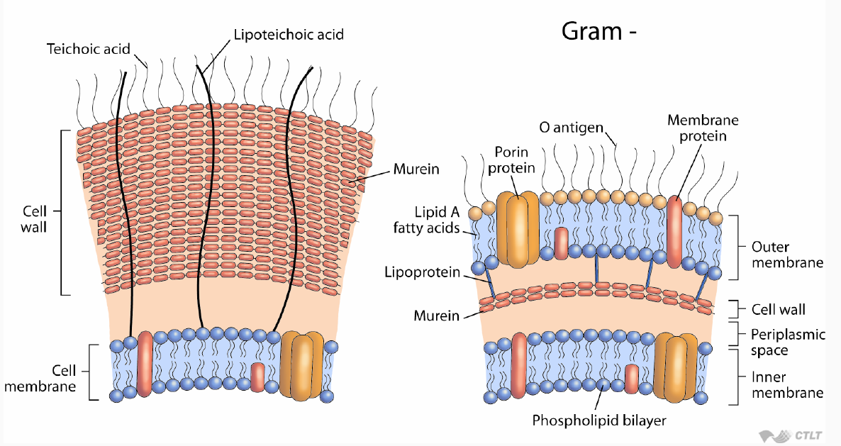 Obr. 4: Buněčná stěna G+ a G- bakterií