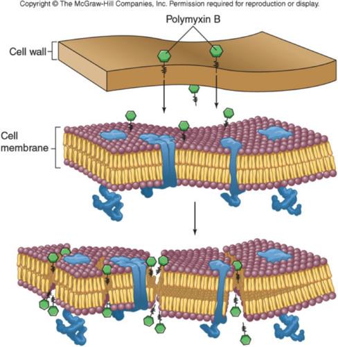 Porucha funkce CM Porušení integrity CM únik endogenních látek zánik mikroorganismu Polymyxiny cyklické peptidy s postranním hydrofobním