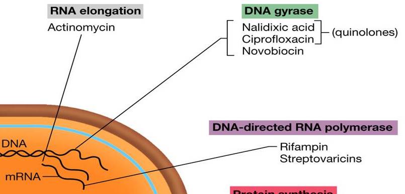 DNA gyráza RNA polymeráza Vazba na DNA Zlomy v DNA Inhibice syntézy NA Chinolony (kys.