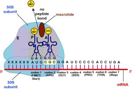 Makrolidy - nepolyenové mechanismus: - vazba na 50S podjednotku (blokování vzniku pept.