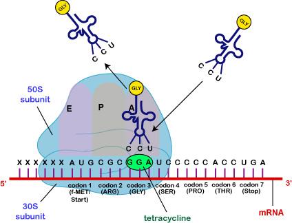 Tetracykliny široké spektrum účinku: G- i G+, Vibrio cholerae, některé anaeroby, mikroplazmata,