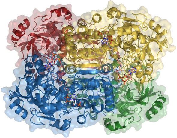 Biosyntéza polyketidů makrolidy, tetracykliny polyketid synthetasy (PKS) - multienzymové komplexy opakující se moduly složené ze souboru domén nesoucích aktivní místa pro postupnou aktivaci,